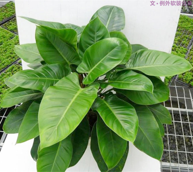 不能不知的家居綠植選擇、養(yǎng)護(hù)技巧，居家必備！-別墅設(shè)計(jì),軟裝設(shè)計(jì),室內(nèi)設(shè)計(jì),豪宅設(shè)計(jì),深圳例外軟裝設(shè)計(jì)公司
