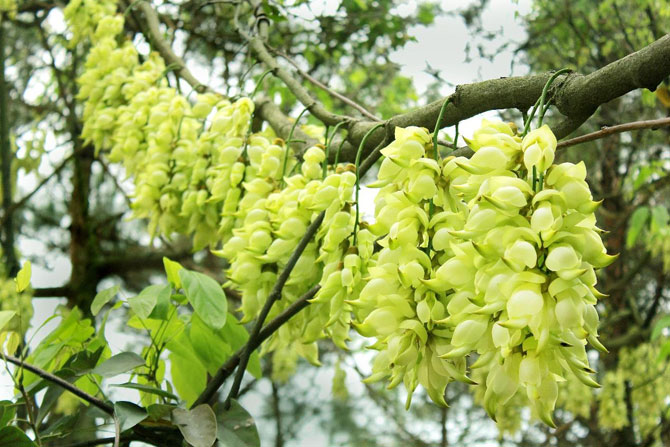 陽春三月，這些美景其實可以帶回家！-別墅設(shè)計,軟裝設(shè)計,室內(nèi)設(shè)計,豪宅設(shè)計,深圳例外軟裝設(shè)計公司