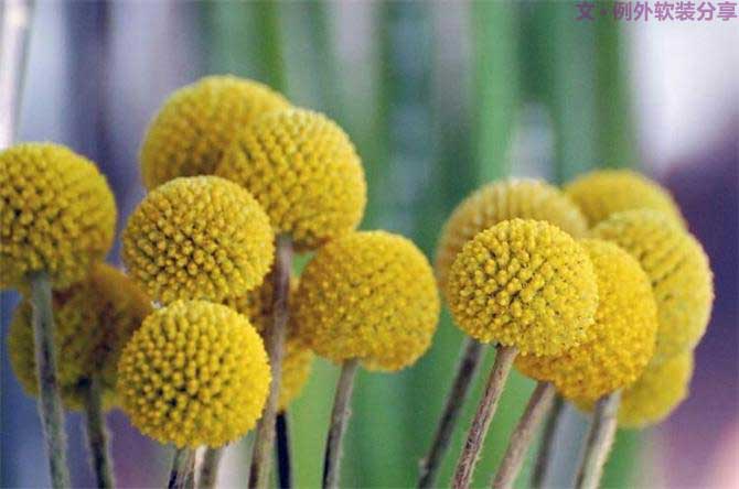 【例外.花箋記】金槌花，敲打在心間的小鼓槌！