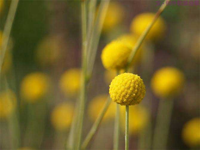 【例外.花箋記】金槌花，敲打在心間的小鼓槌！-別墅設計,軟裝設計,室內設計,豪宅設計,深圳例外軟裝設計公司